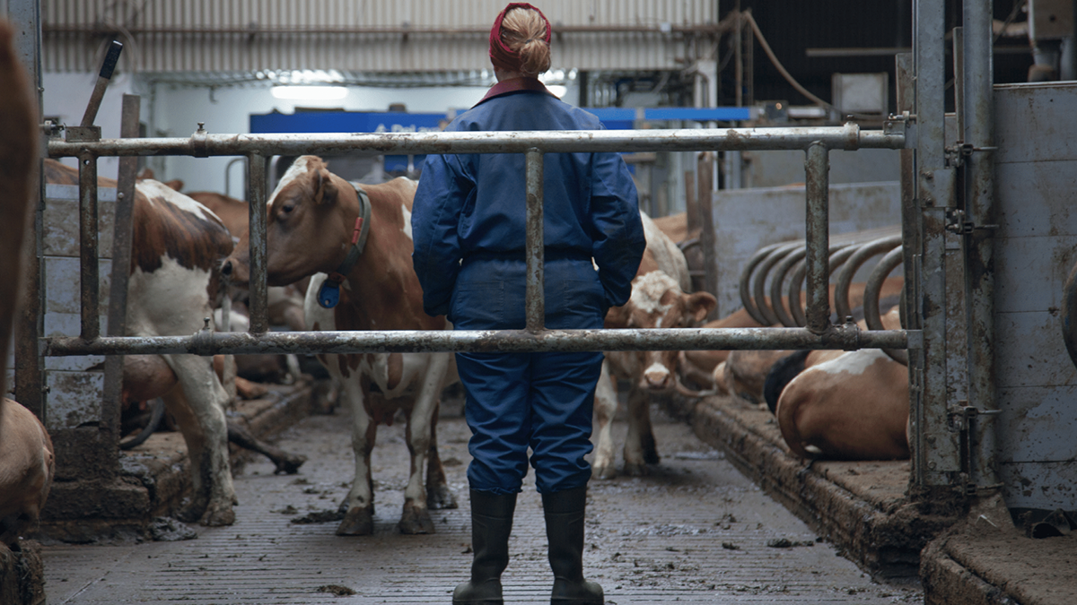 person standing in front of cows