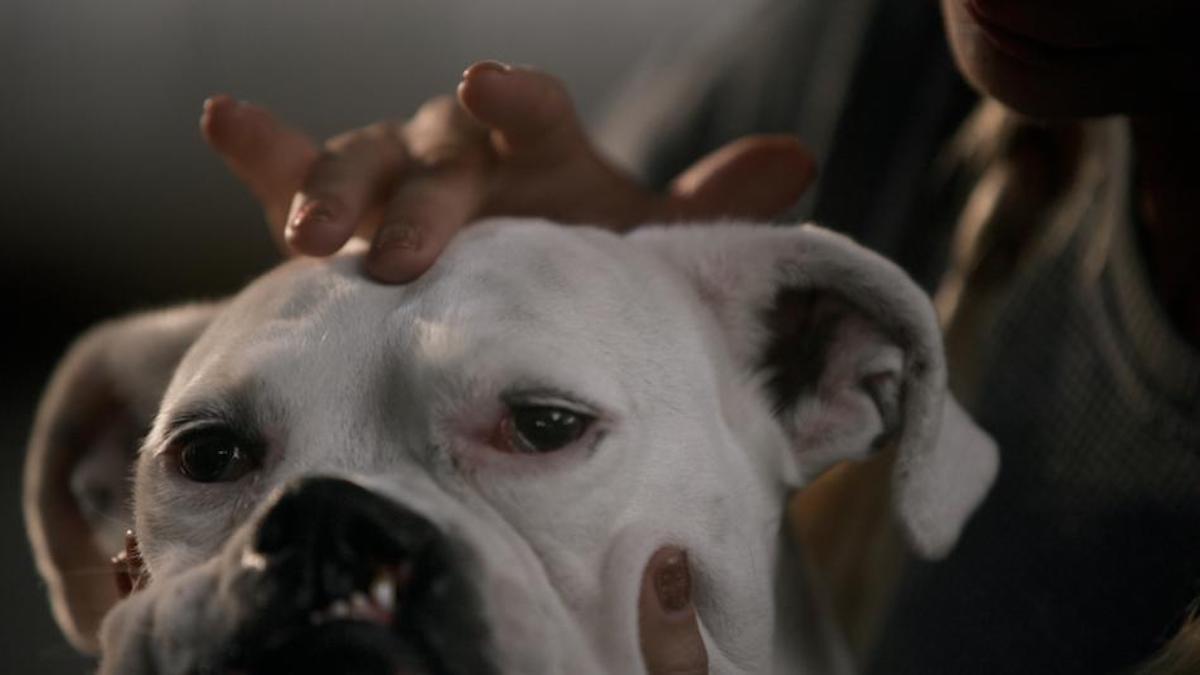 close up of dog with person's fingers on their head