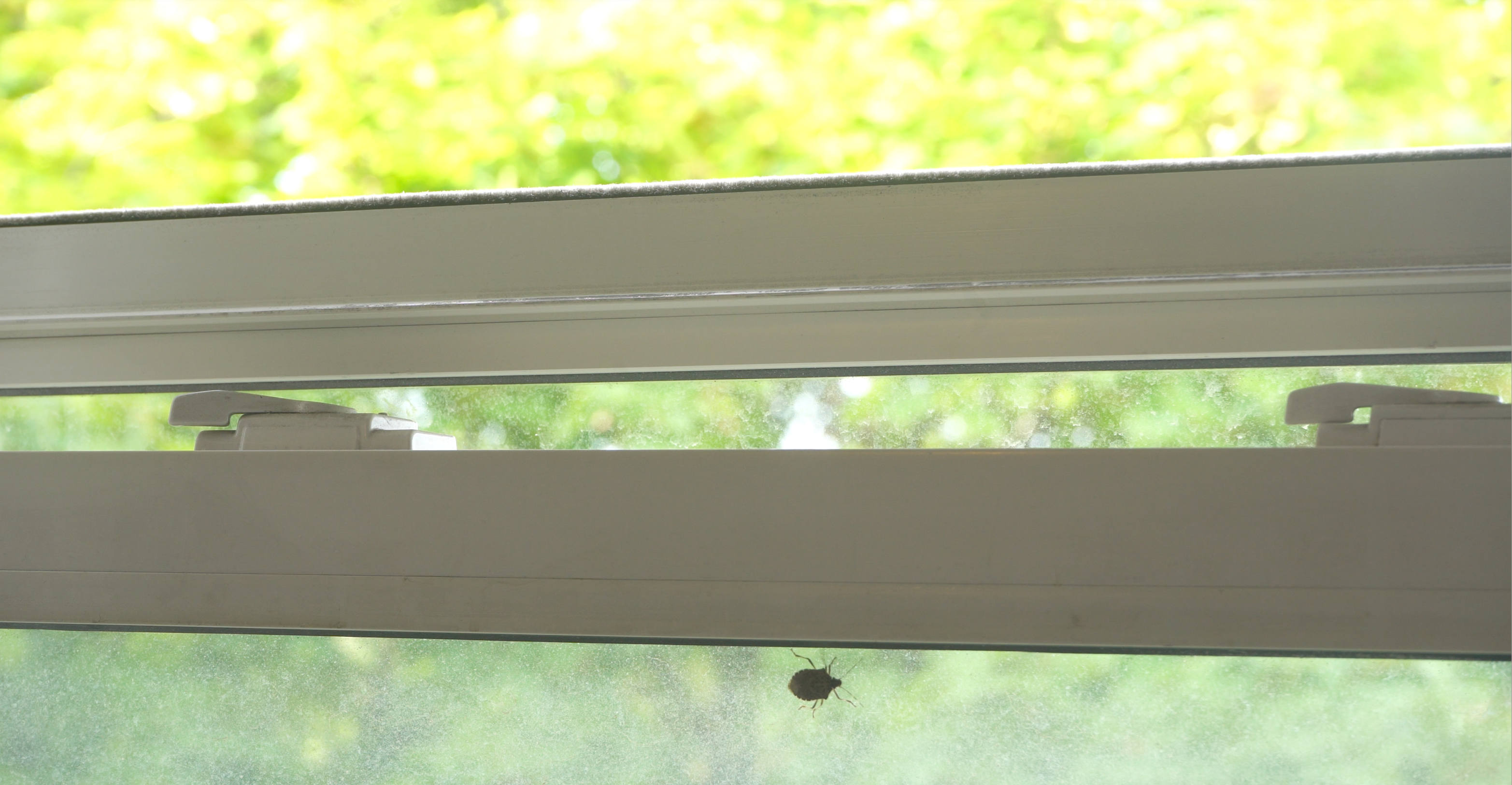 window pane with lady bug crawling on the outside