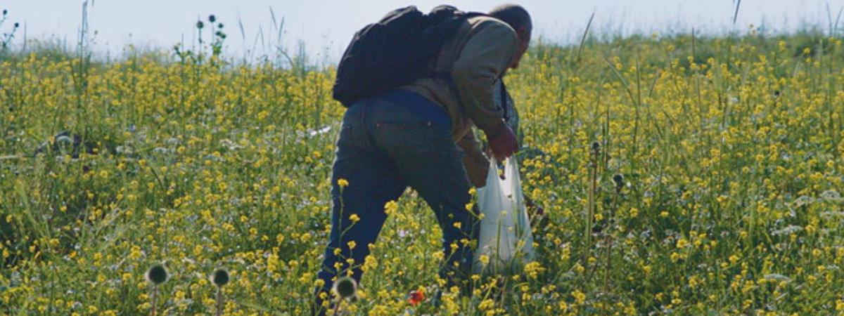 man foraging in field