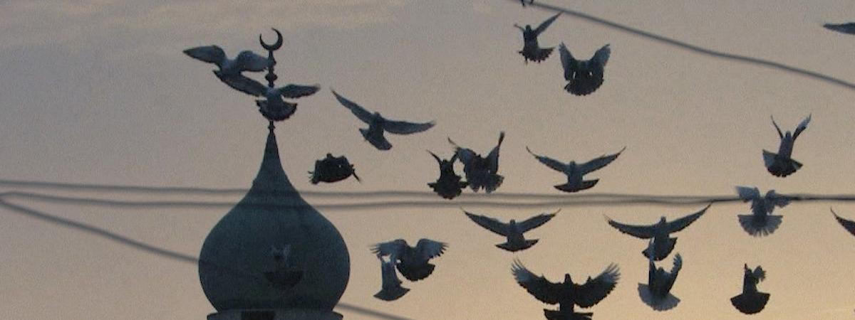 doves flying in sunset near mosque