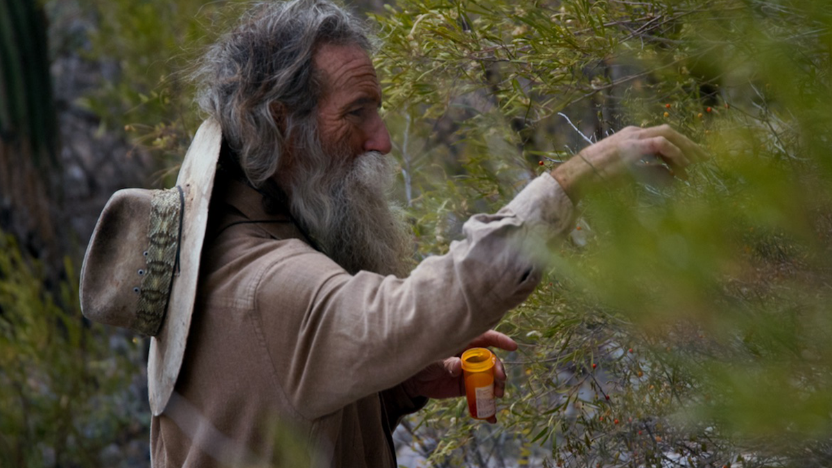 A person with a beard and hat picking a tree