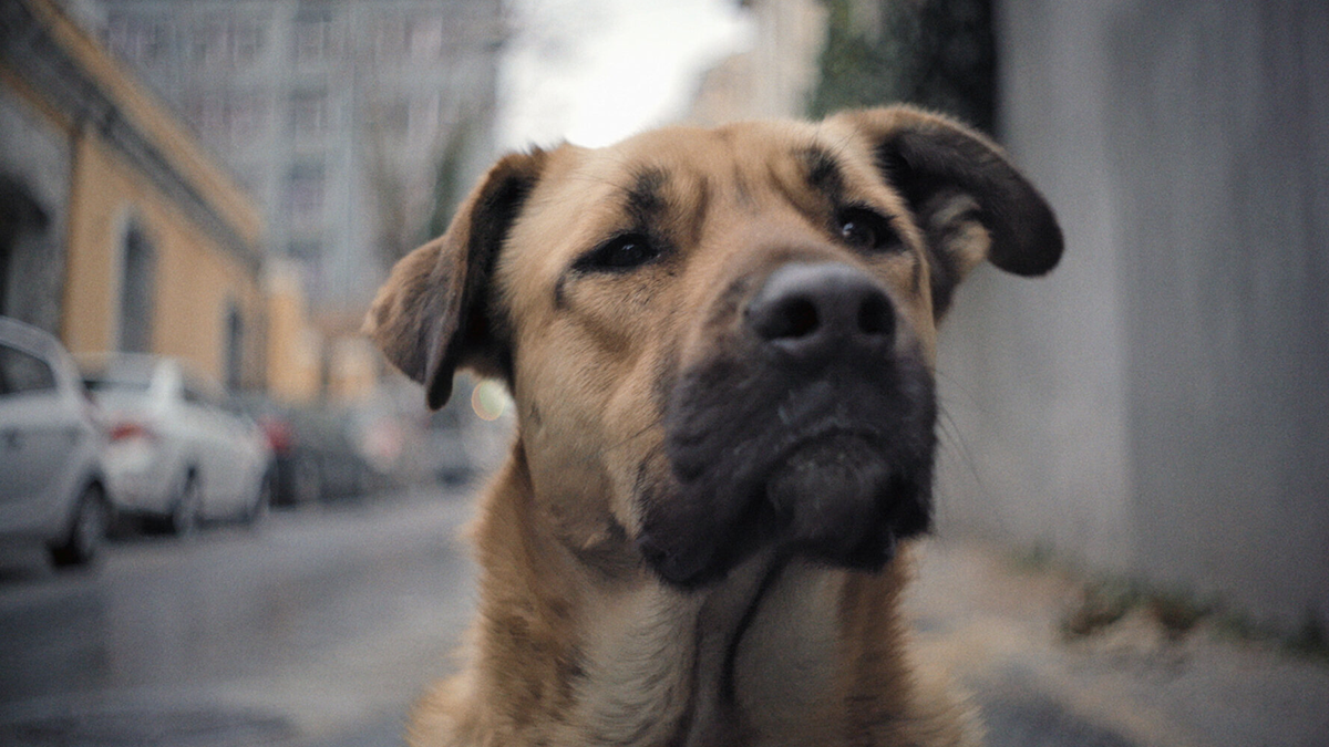 Dog looking curiously