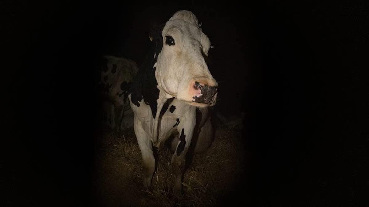 cow in the dark