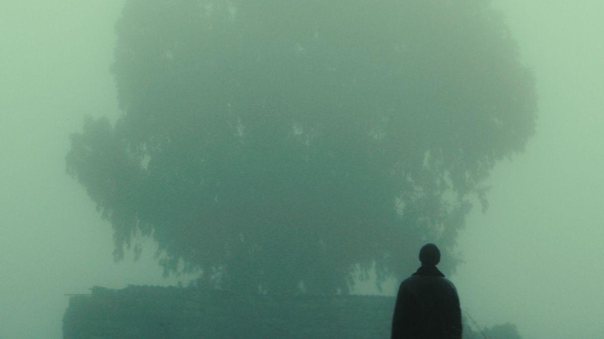 foggy green tree in distance with silhouette of man looking at tree