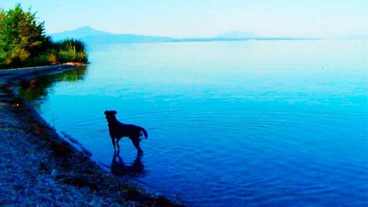 blue body of water with silhouette of dog on the shore
