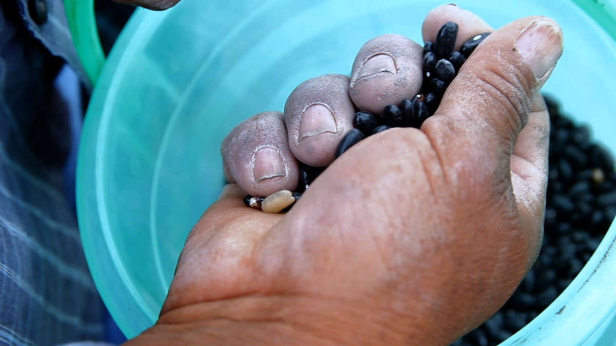 close up of hand holding dry beans over blue bucket