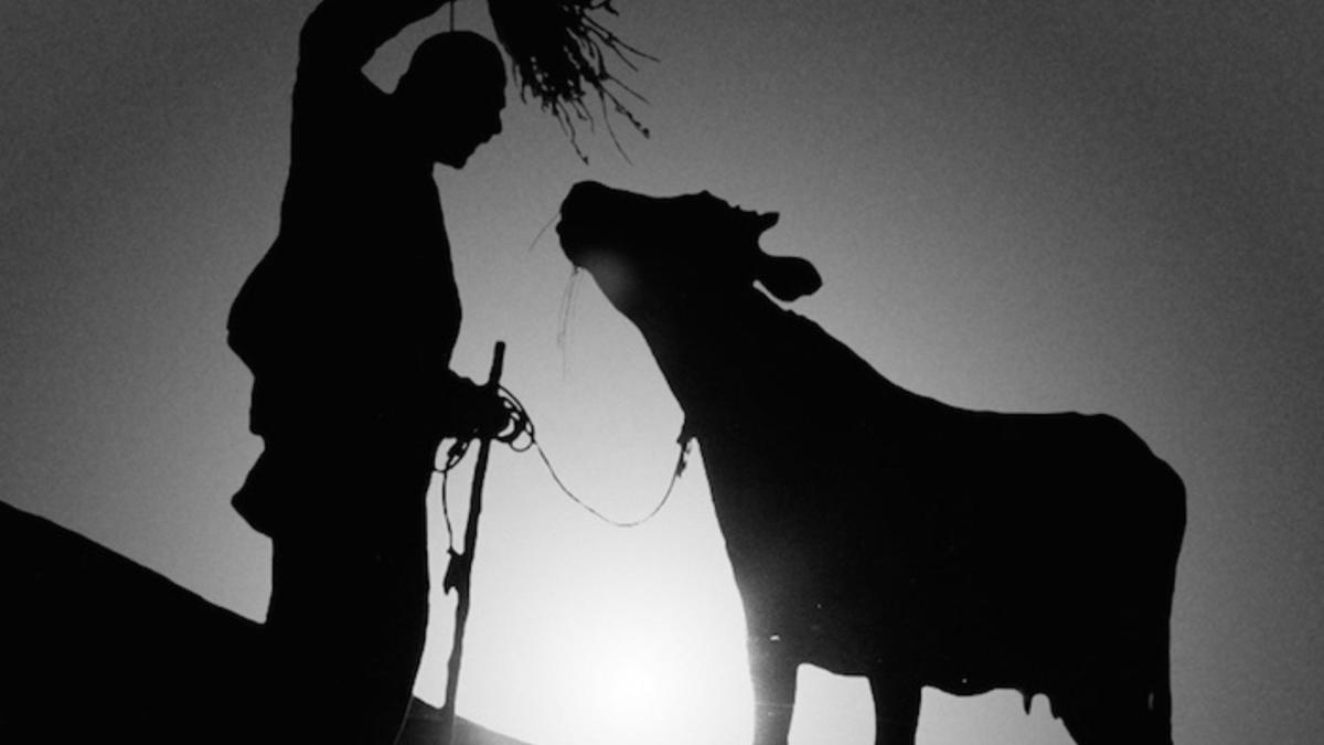 man standing on hill with cow