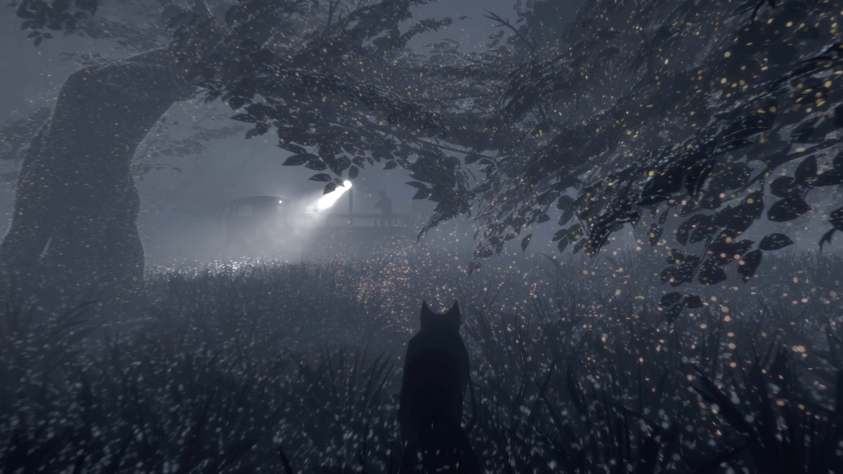 forest at night with wolf lurking forwrad