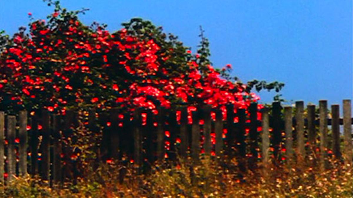 bright red flowering tree hanging over fence with deep blue sky behind
