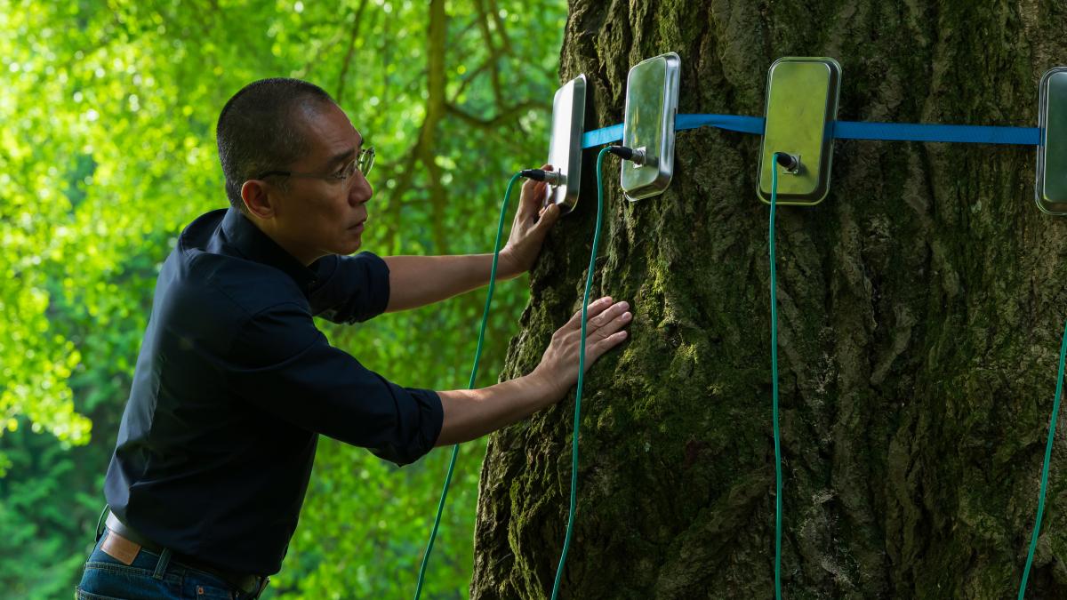 SILENT FRIEND, 2025, man looking at three electronic devices strapped around a large tree trunk