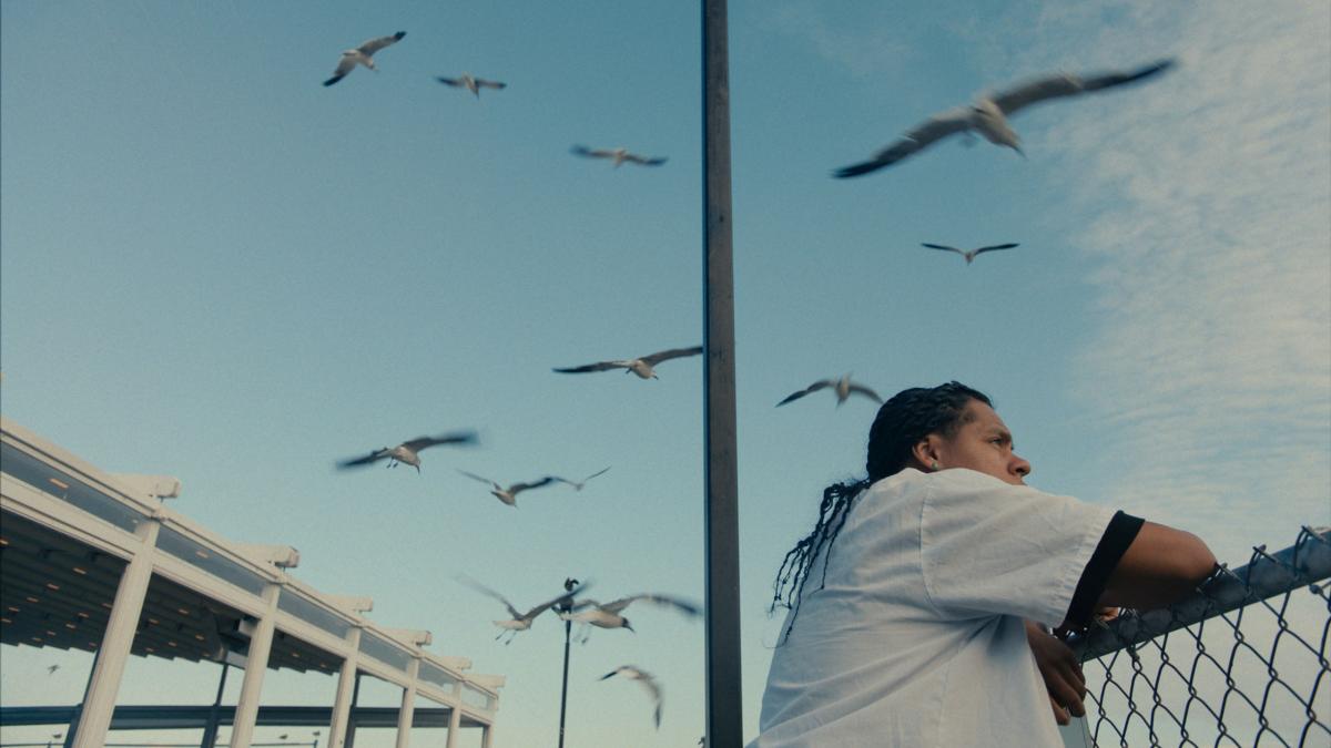 MAD BILLS TO PAY, 2025, man leaning over chainlink fence with seagulls flying above