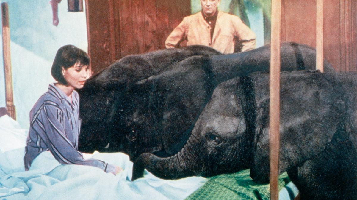 HARARI!, 1962, woman seated in four poster bed and man standing in doorway with three large elephants in the room