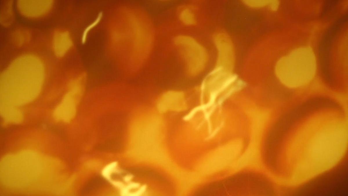 Orange and yellow orbs of light