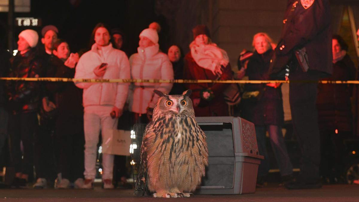 WILD INSIDE, 2025, owl standing on street with crowd of people behind him