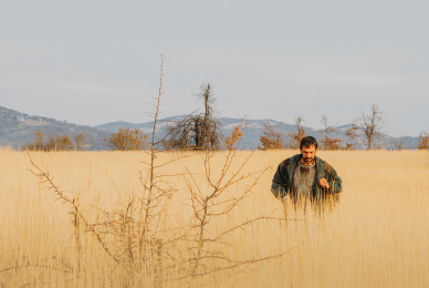 man walking through wheat field