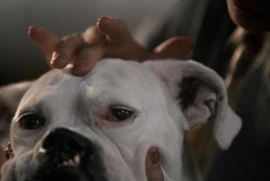 close up of dog with person's fingers on their head